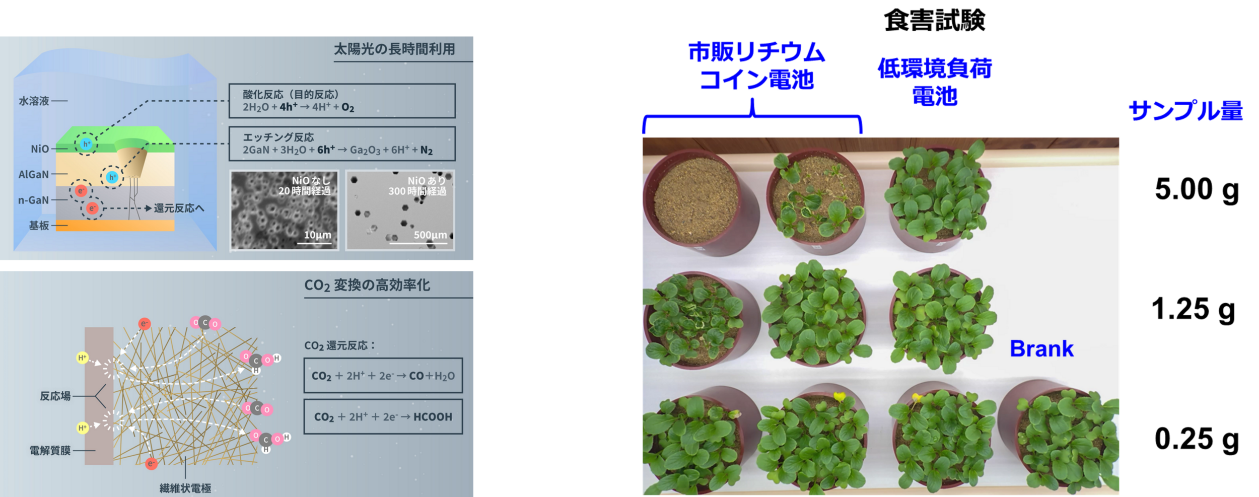 食害試験