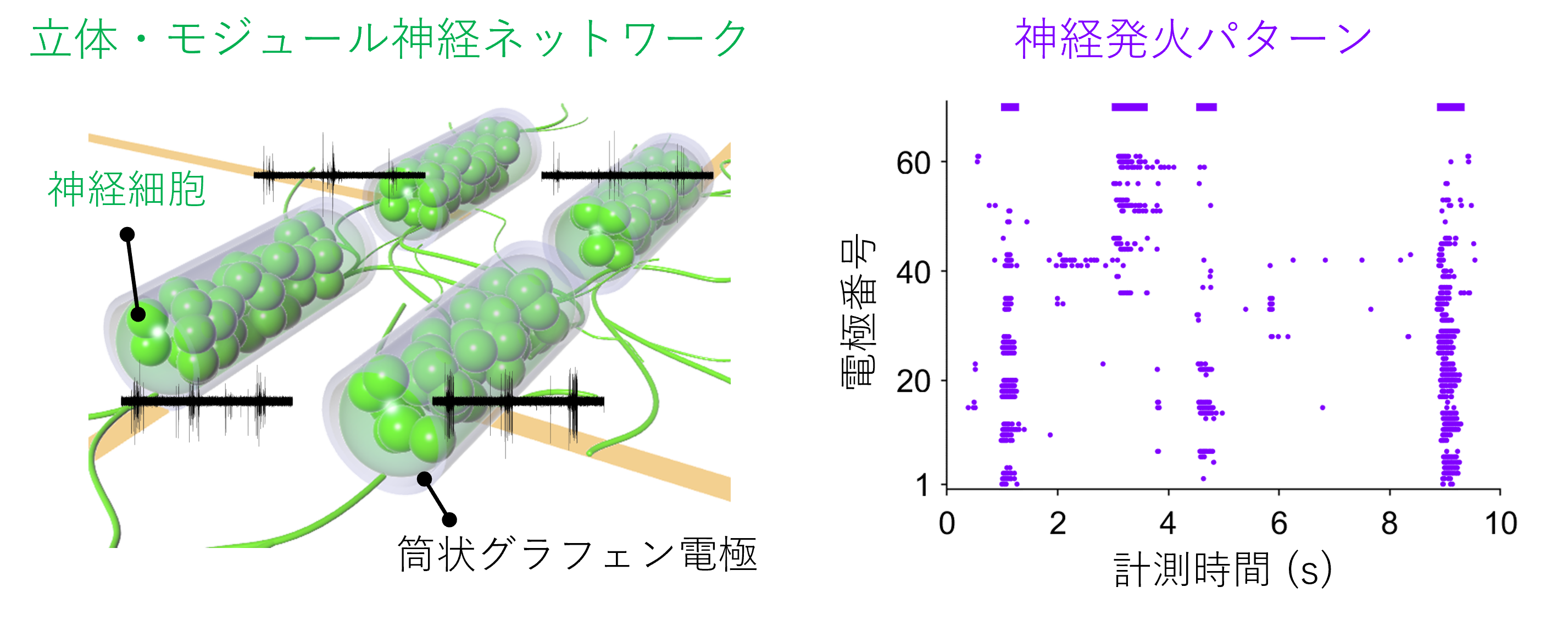立体・モジュール神経ネットワークと神経発火パターン