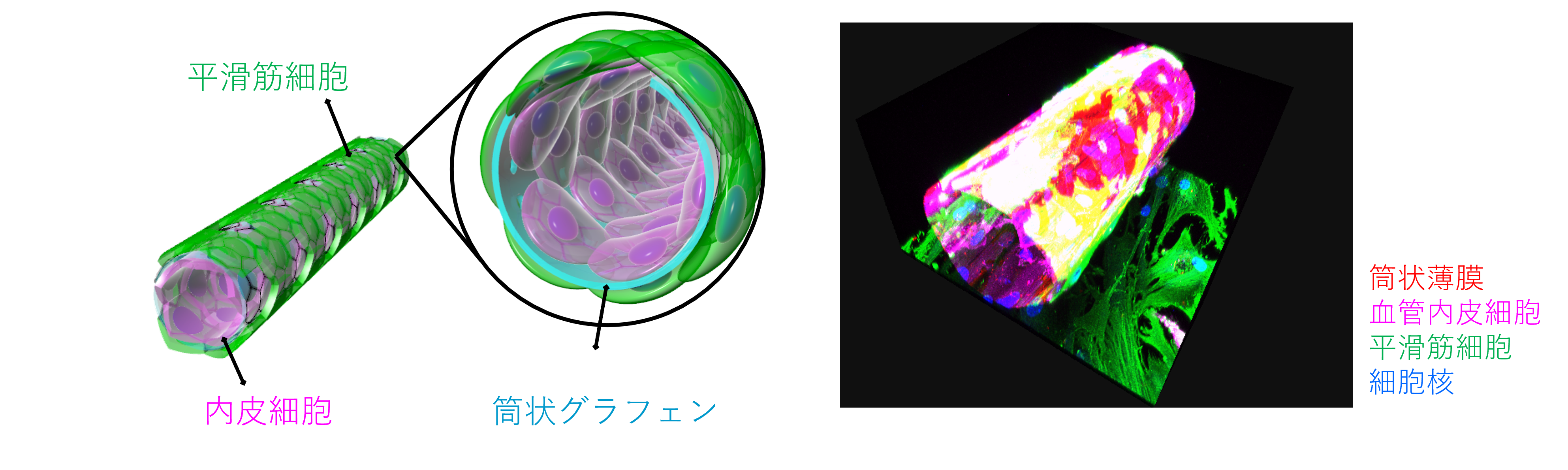 筒状グラフェンを用いた培養血管モデル