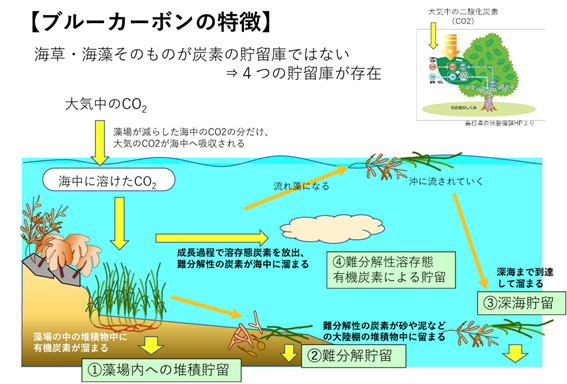 （画像出典：国立研究開発法人 水産研究・教育機構 水産資源研究所『ブルーカーボン生態系に基づく新たな水産業の展開』）