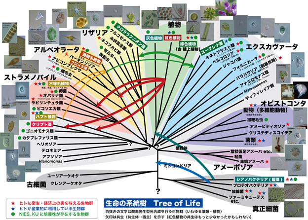 (画像出典:SHIGEN『Tree to Strain』生命の系統樹 Tree of Life)