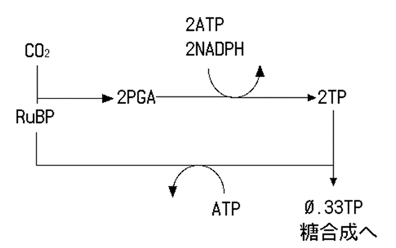 (画像出典:東北大学理学部生物学科『光合成の機作』極めて単純化されたカルビンサイクル)