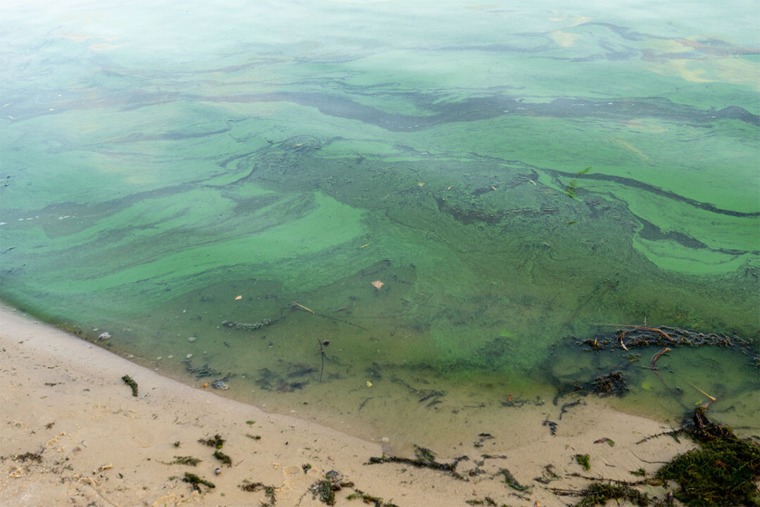 緑色を呈する海水